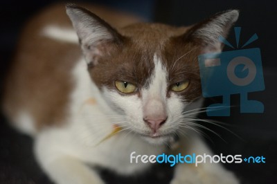 Brown Cat Looking Something And Black Background Stock Photo