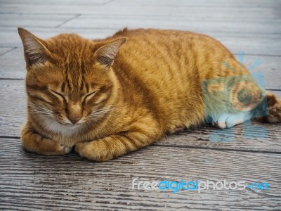 Brown Cat Sleep On Wooden Stock Photo