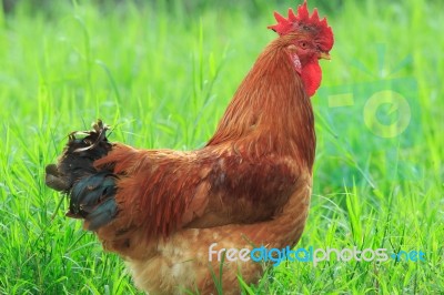 Brown Chicken In Grass Stock Photo