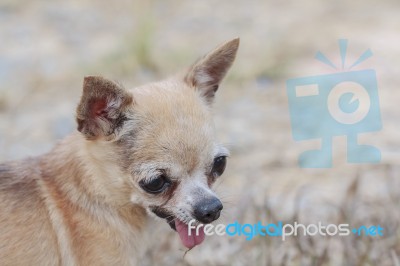 Brown Chihuahua Dog Stock Photo