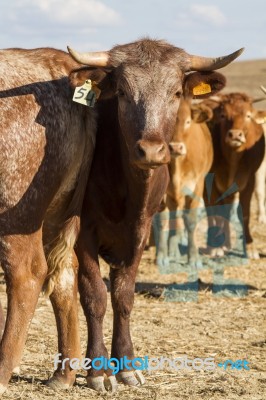 Brown Cow Stock Photo