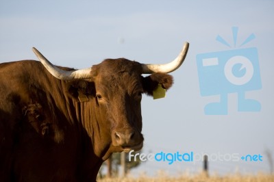 Brown Cow Stock Photo