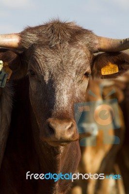 Brown Cow Stock Photo