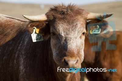 Brown Cow Stock Photo