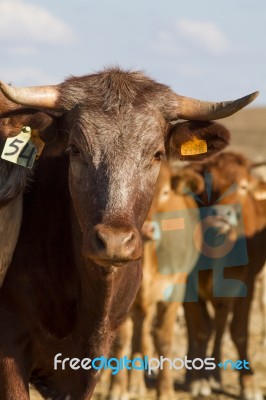 Brown Cow Stock Photo