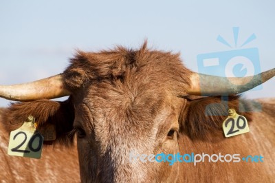 Brown Cow Stock Photo