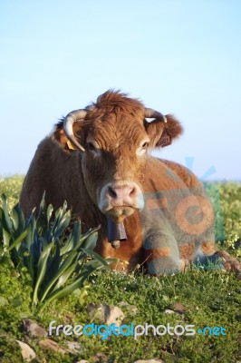 Brown Cow Stock Photo