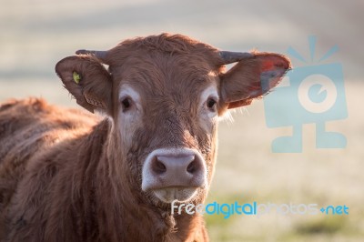 Brown Cow Stock Photo