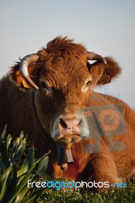 Brown Cow Stock Photo