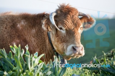 Brown Cow Stock Photo