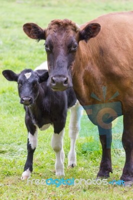 Brown Cow Stands Together With Black And White Calf Stock Photo