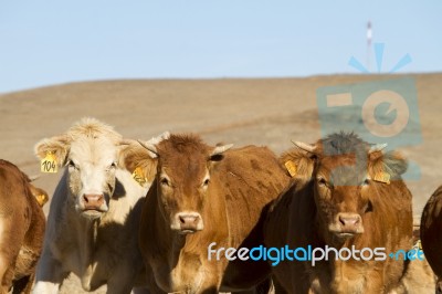 Brown Cows Stock Photo