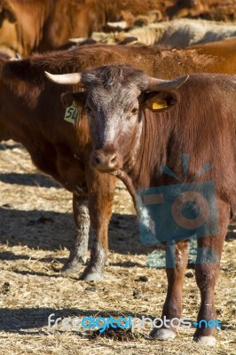 Brown Cows Stock Photo