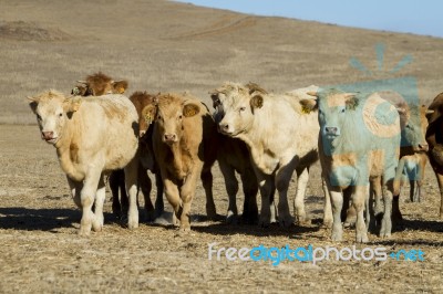 Brown Cows Stock Photo