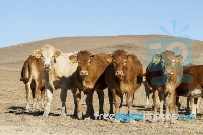 Brown Cows Stock Photo