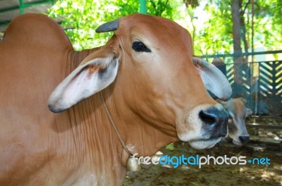 Brown Cows In A Farm Cowshed Stock Photo