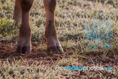 Brown Cows Legs Stock Photo