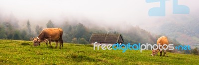 Brown Cows On Field Stock Photo