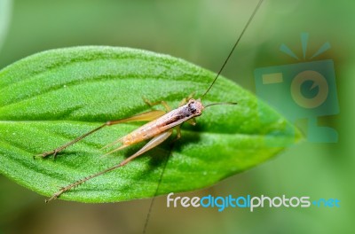 Brown Cricket (insect) Stock Photo