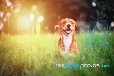 Brown Dog Plays On Green Grass Stock Photo