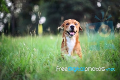 Brown Dog Plays On Green Grass Stock Photo