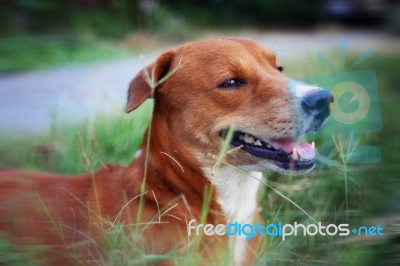 Brown Dog Plays On The Green Grass Stock Photo