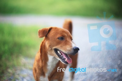 Brown Dog Smiles Stock Photo