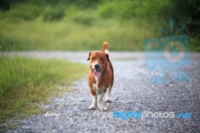 Brown Dog Smiles Stock Photo