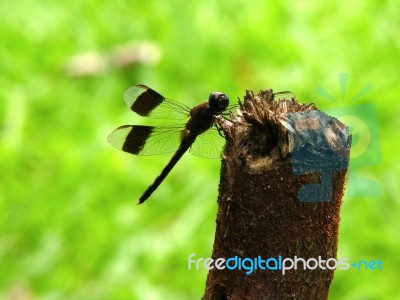 Brown Dragonfly Stock Photo