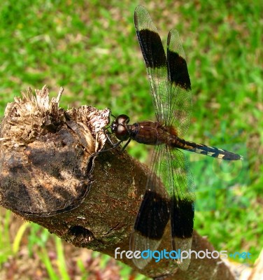 Brown Dragonfly Stock Photo