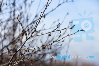 Brown Dried Branches In Autumn Stock Photo