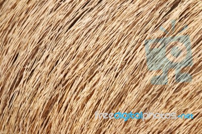 Brown Dry Grass Background Stock Photo