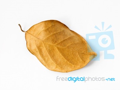 Brown Dry Leaf Stock Photo