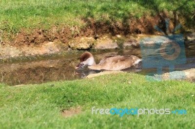 Brown Duck Swimming Down A Stream Stock Photo