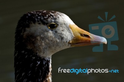 Brown  Duck Whit Black  Eye Stock Photo