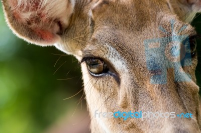 Brown Female Antelope Face Stock Photo