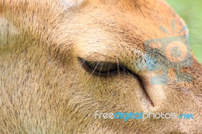 Brown Female Antelope Face Stock Photo