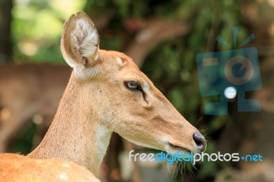 Brown Female Antelope Face Stock Photo