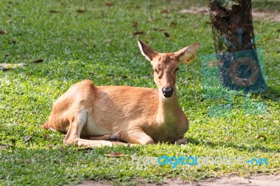 Brown Female Antelope In Grass Field Stock Photo