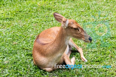 Brown Female Antelope In Grass Field Stock Photo