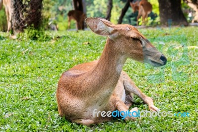 Brown Female Antelope In Grass Field Stock Photo