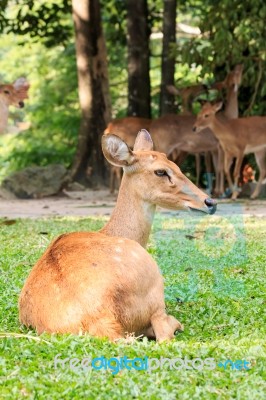 Brown Female Antelope In Grass Field Stock Photo