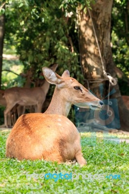 Brown Female Antelope In Grass Field Stock Photo