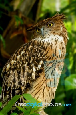 Brown Fish Owl Stock Photo