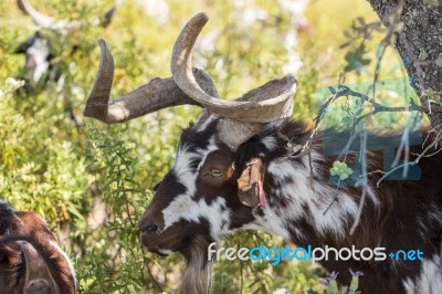 Brown Goat In A Pasture Stock Photo