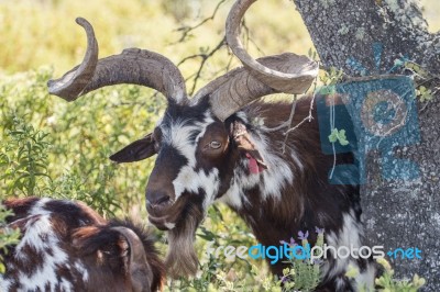 Brown Goat In A Pasture Stock Photo