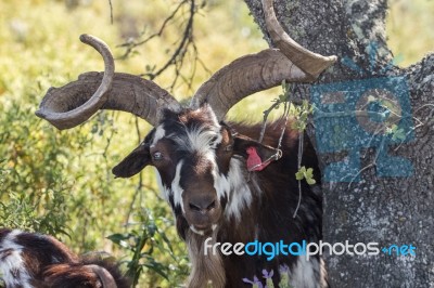 Brown Goat In A Pasture Stock Photo