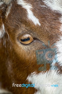 Brown Goat In A Pasture Stock Photo