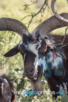 Brown Goat In A Pasture Stock Photo