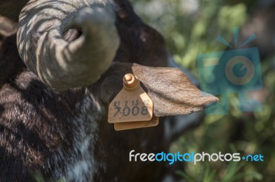 Brown Goat In A Pasture Stock Photo